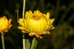 Xerochrysum bracteatum
