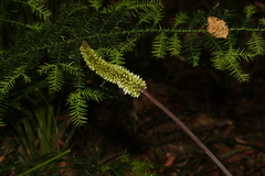 Xanthorrhoea macronema
