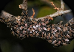 Oxycarenus