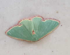 Heterorachis devocata