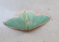 Heterorachis devocata