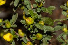 Hibbertia obtusifolia