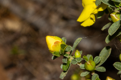 Hibbertia obtusifolia