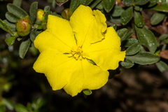 Hibbertia obtusifolia