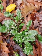 Barbarea vulgaris