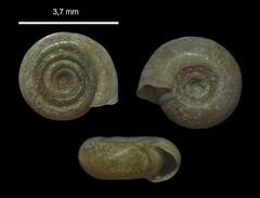 Bathyomphalus contortus