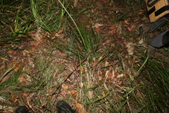 Xanthorrhoea macronema