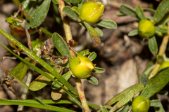 Hibbertia obtusifolia