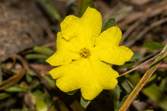 Hibbertia obtusifolia