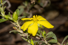 Hibbertia obtusifolia