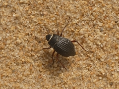 Nyctelia