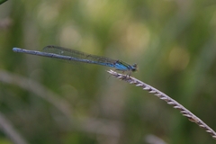 Pseudagrion rubriceps