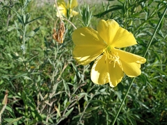 Oenothera affinis