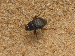 Nyctelia