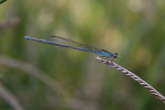 Pseudagrion rubriceps