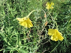 Oenothera affinis