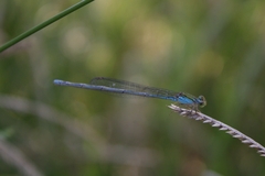Pseudagrion rubriceps