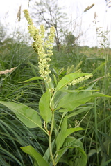 Rumex britannica