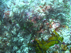 Macrorhynchia clarkei