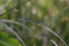 Pseudagrion rubriceps