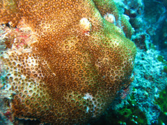 Palythoa caribaeorum
