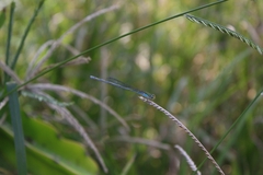Pseudagrion rubriceps
