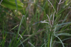 Pseudagrion rubriceps