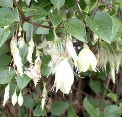 Clematis cirrhosa