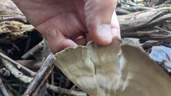 Microporus xanthopus