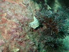 Doriprismatica atromarginata