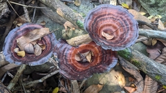 Microporus xanthopus