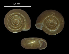 Bathyomphalus contortus
