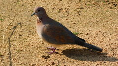 Streptopelia senegalensis senegalensis