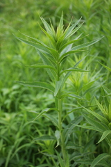 Vernonia fasciculata