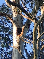 Eucalyptus tereticornis