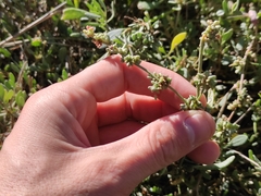 Atriplex portulacoides