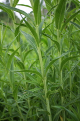 Vernonia fasciculata