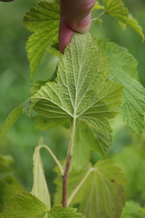 Ribes hudsonianum hudsonianum