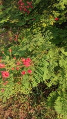 Caesalpinia