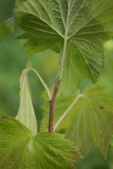 Ribes hudsonianum hudsonianum