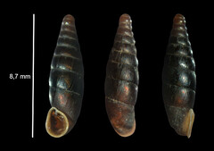 Clausilia rugosa parvula