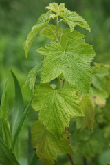 Ribes hudsonianum hudsonianum