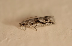 Holocola thalassinana