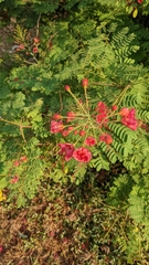 Caesalpinia