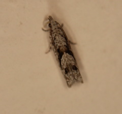 Holocola thalassinana