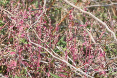Nothosaerva brachiata