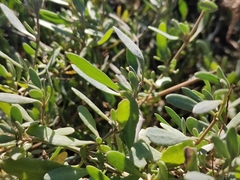 Atriplex portulacoides