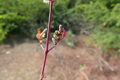 Nothosaerva brachiata