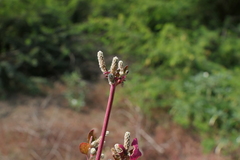 Nothosaerva brachiata