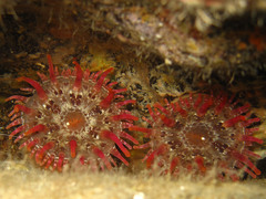 Telmatactis cricoides